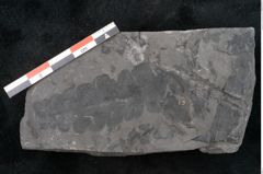 Foto (Detailansicht) von Odontopteris minor Brongniart (NHMW-GEO-2024-0188-10719)